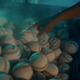 Trunk Balls